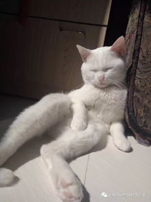 怎么找到宠物猫