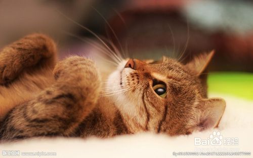 宠物猫怎么老是生病