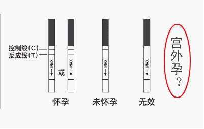 宠物狗验孕试纸怎么用的