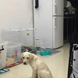 宠物狗尿垫盆怎么做
