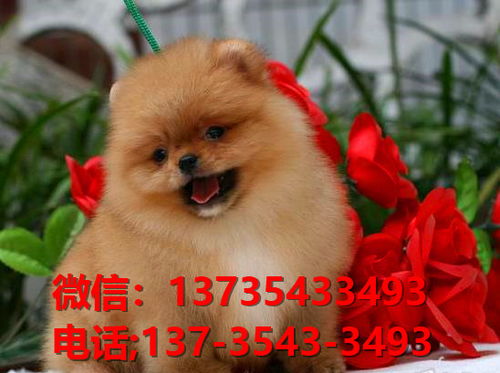 宠物狗怎么线上卖的多呢