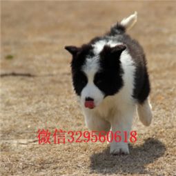 边牧狗多少钱一只
