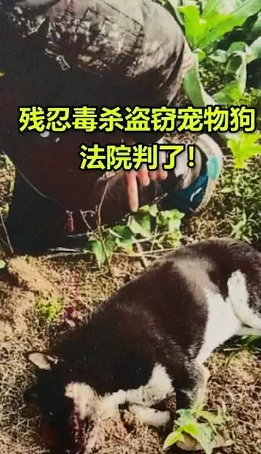 盗窃宠物狗一般怎么判