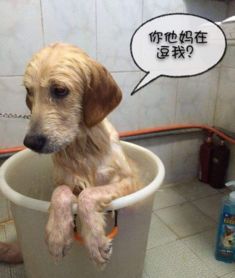 迷你宠物狗长毛怎么办啊