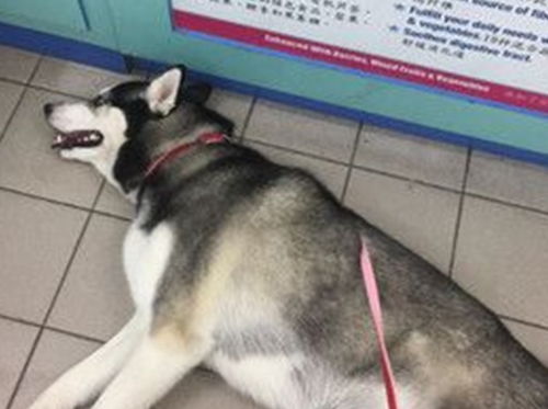 宠物狗的脸怎么吹起来