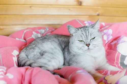 宠物猫拉烂屎怎么办啊