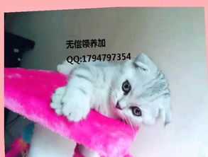 宠物猫催奶针怎么打的