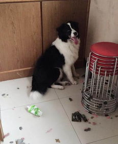 新乡牧羊犬价格多少