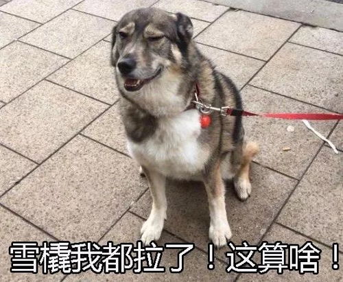 拴宠物狗怎么拴的快些呢