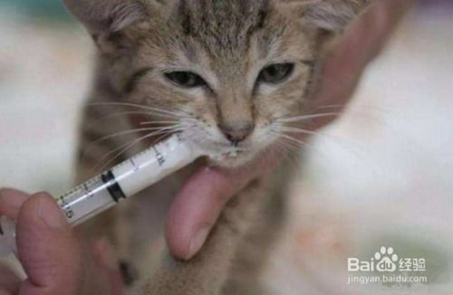 怎么让宠物猫吃驱虫药呢