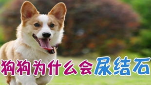 宠物狗尿结石滴尿怎么办
