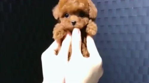 怎么捏一个迷你宠物狗呢