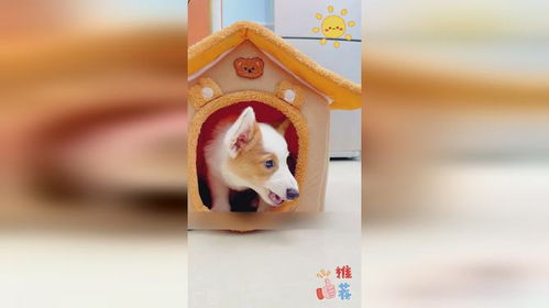 宠物狗屋里有味道吗怎么办