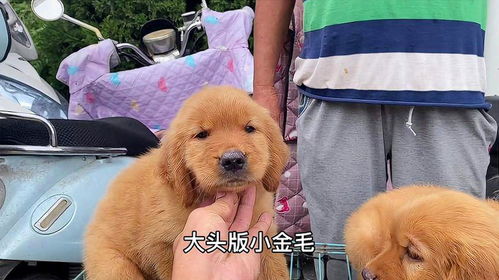 怎么样看宠物狗的品种