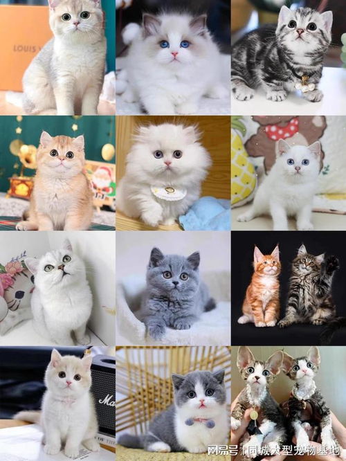 杭州怎么买宠物猫