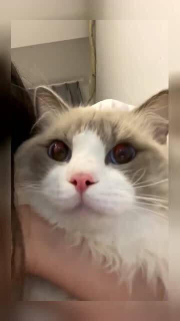怎么样哄宠物猫