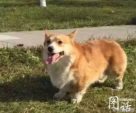 宠物狗被扒皮了怎么办啊