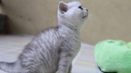 杭州宠物猫怎么发空运
