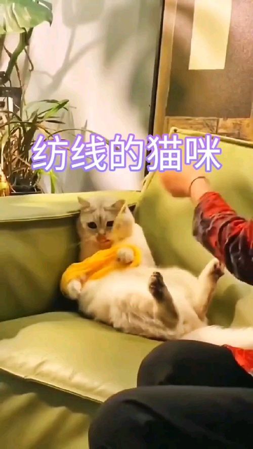 宠物猫怎么纺线