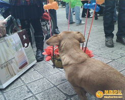 宠物狗卖气球怎么卖的啊