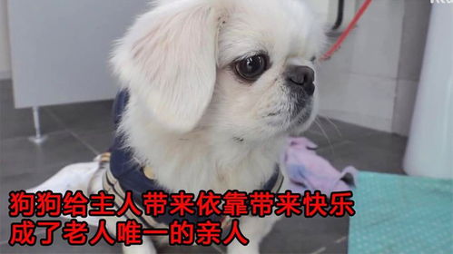 老人家宠物狗怎么养的