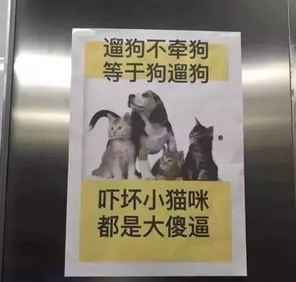 宠物狗吓流浪猫会怎么样