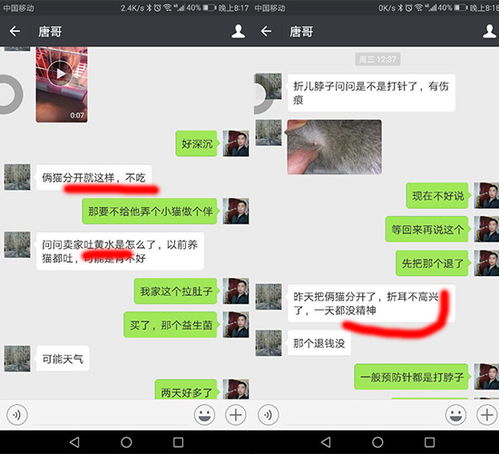 买宠物猫被诈骗怎么办呢
