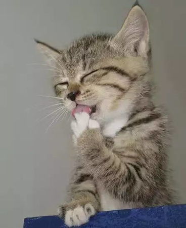 夏天猫的体温多少