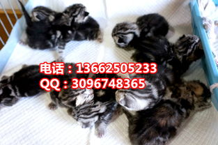 红虎斑猫多少钱一只