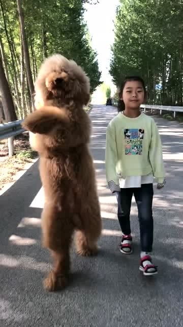 养殖场宠物狗怎么喂养好