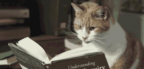 宠物猫该怎么邮寄