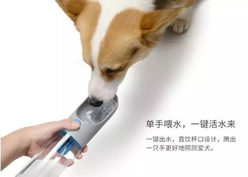 宠物狗的饮水杯怎么用的