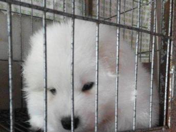 县城卖宠物狗怎么样啊