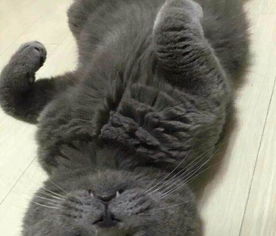 宠物猫送猫咖啡怎么送