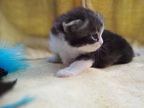 宠物猫真猫家养怎么养