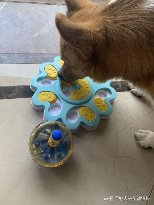 宠物狗仔零食怎么做好吃