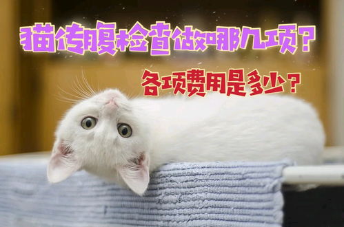 给猫做体检要多少钱