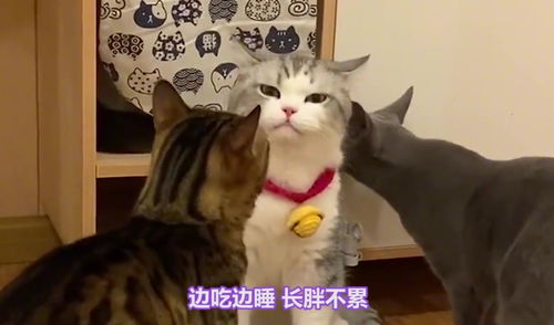 怎么配养宠物猫呢