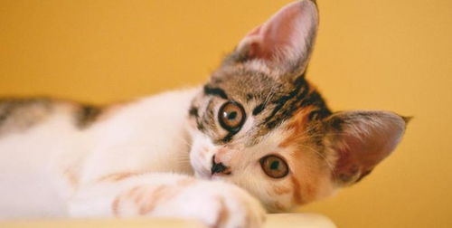 好奇的宠物猫怎么画