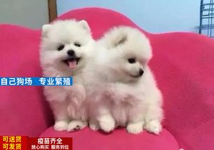 养宠物狗公母怎么选好呢