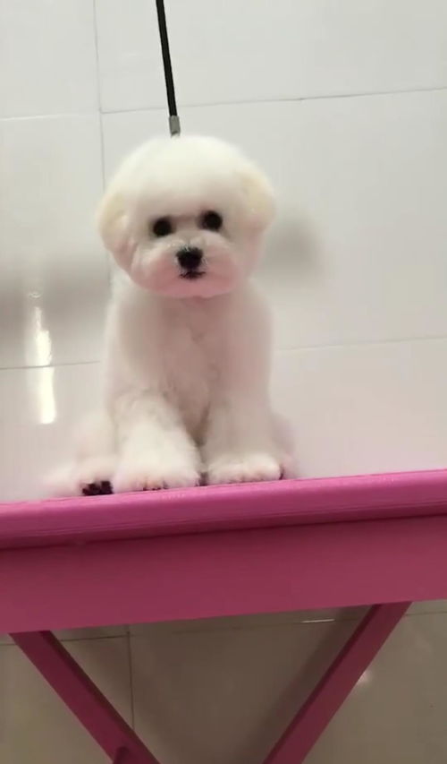 宠物狗刚到家该怎么做