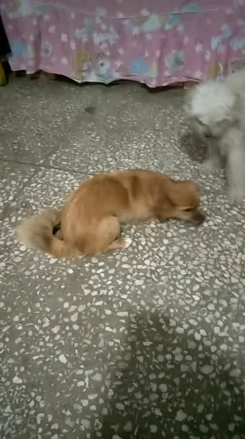 宠物狗羊奶棒怎么吃的啊