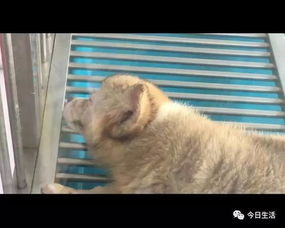 犯人家里宠物狗怎么办呢