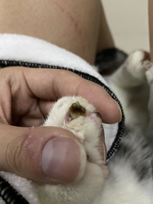 宠物猫指甲烂了怎么处理
