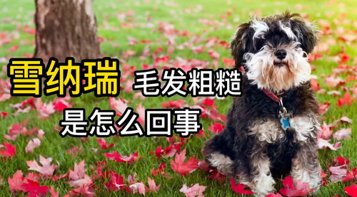 宠物狗毛粗糙是怎么回事