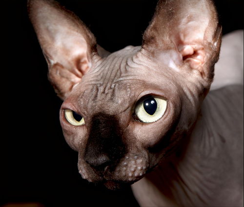宠物猫的牙齿怎么保养