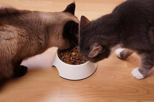 小猫喂猫粮应该喂多少