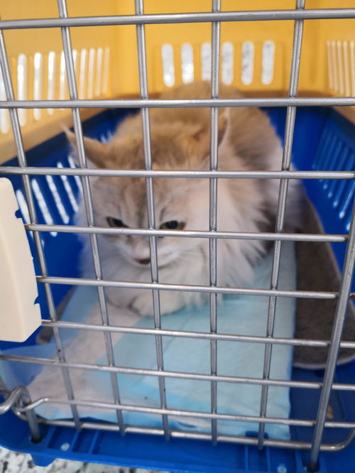 泰国宠物猫回国怎么处理