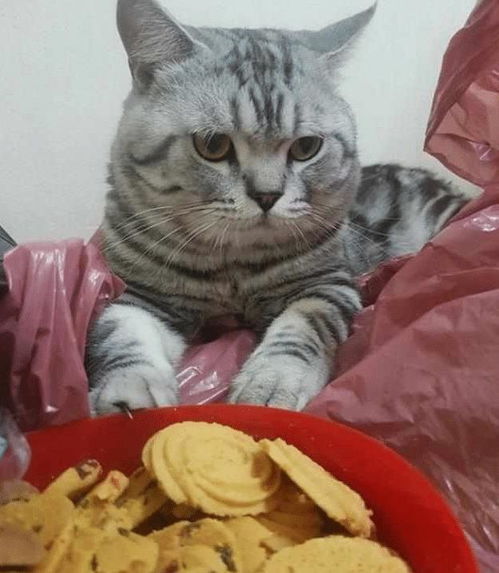 宠物猫走了怎么安慰他