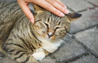 怎么跟宠物猫亲近